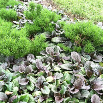 Planting Design