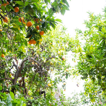 Fruit Trees