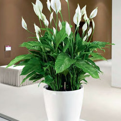 Modern Planter - Products