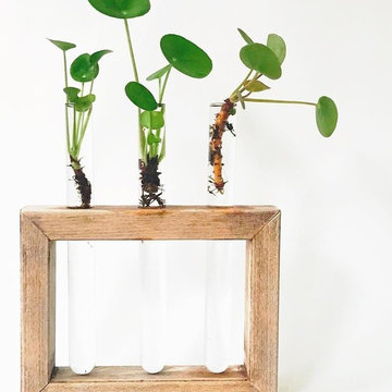 Our baby Pilea Peperomioides