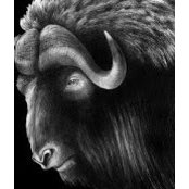 John Dorlus's photo
