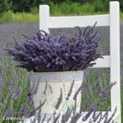 Peggy Armstrong's photo