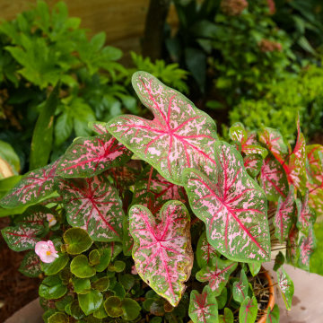 Seasonal Color | Landscape Maintenance
