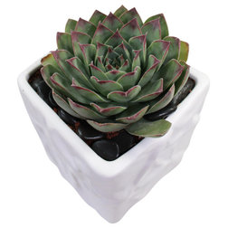 Contemporary Plants Sempervivum t. - 4" Cactus and Succulents in Ceramic Pot