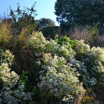 Lake Claire Community Land Trust Meadow