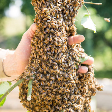Bee Removal