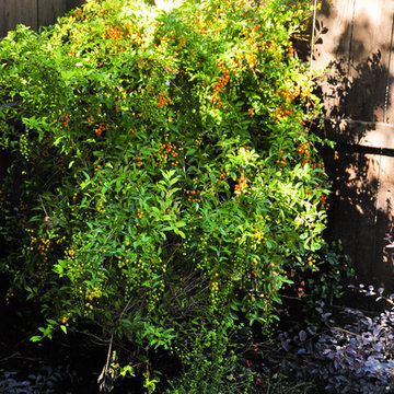 Made for the shade in Briar Forest