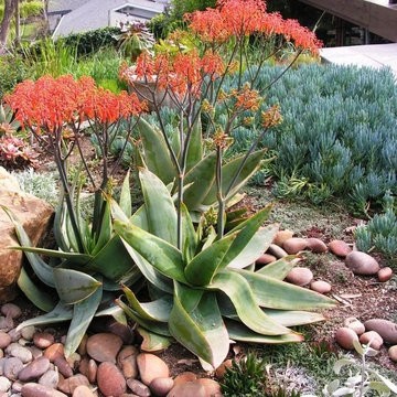 Aloe Striata