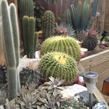 Miscellaneous Cacti & Succulent Landscapes by Rhinamic