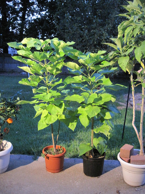 Northern Catalpa Tree Planting Suggestions I Can Find Lot S Of Information But The Trunk Size Is Something Haven T Been Able To Anyone Else Have Catalpa Trees In Their Yard That Help