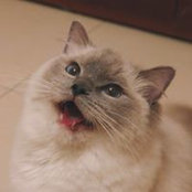 Mellie Chou's photo