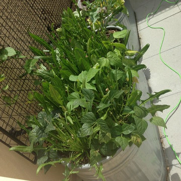 Urban Farming