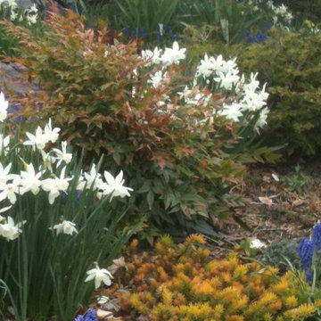 Spring in the Garden