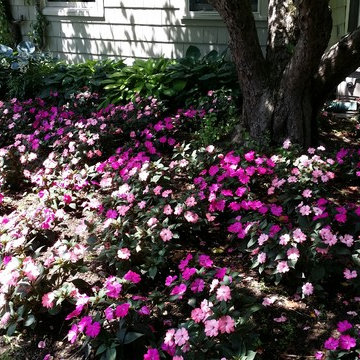 Annual flowers for summer color