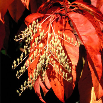 Great Design Plants