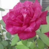 Amy Green Fagans foto