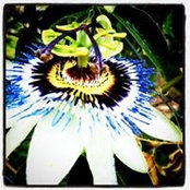Melisa DeSimone's photo