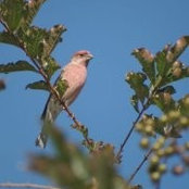 Jeanie Joyner Pringle's photo