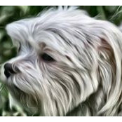 Linda Scallan's photo
