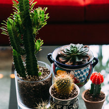 Pretty Plants