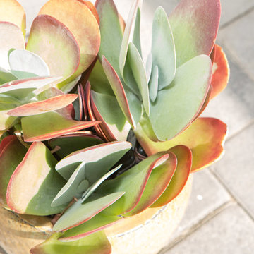 Detail of Succulent on Front Porch