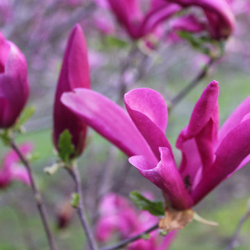 Wonderful Plants