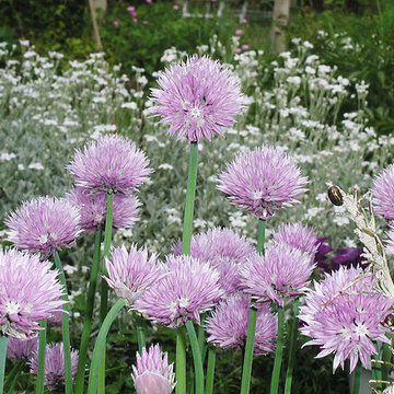 Fleurs de Ciboulette
