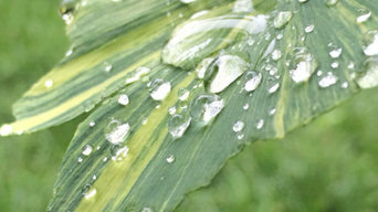 Ornamental Trees - Sunstream Ginkgo