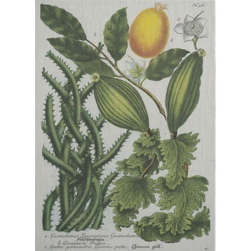 Wall Art Print Folio II Johann Weinmann Botanical 29x40 40x29 Wh