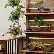 Bonsai placement