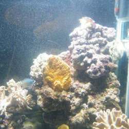 Fresh water and marine fish - Products