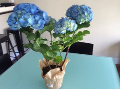 Image of Hydrangea brestenburg flower in vase