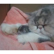Sara Wazlevick's photo