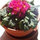 wafaa_amer55