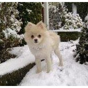 Sasha Geagea's photo