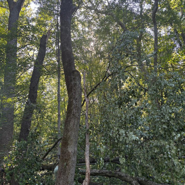 Tree Removal, Land Clearing & Site Preparation Project
