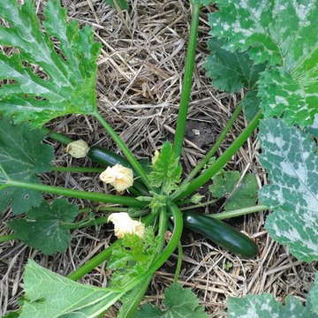 The Kitchen Garden