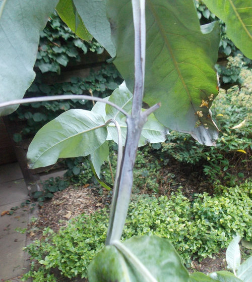 Why are my eucalyptus dying?