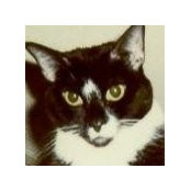 David Krakowski's photo