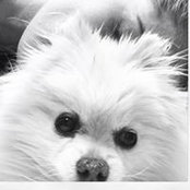 Al Ahmetovic's photo