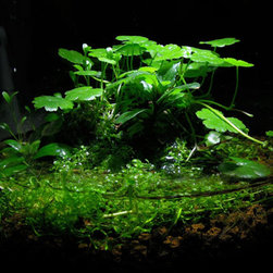 Planted decor - Home Decor