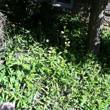 Zaccraya Cisse Spring Cleanup