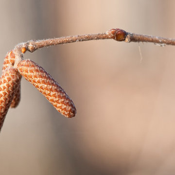 Corylus americana
