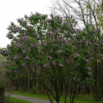 sycamore native driveway