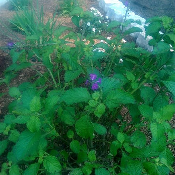 Gulfport landscape renovations