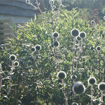 Glowing echinops