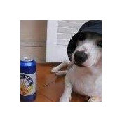 Massimo Guerriero's photo