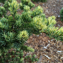 Japanese White Pines