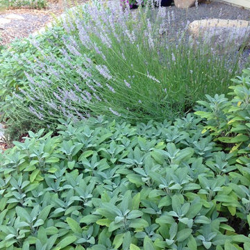Perennial plantings for the high desert