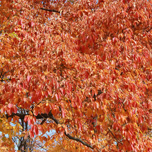 trees
